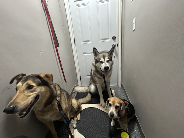 Three Skooby Doggy dogs getting ready for a walk